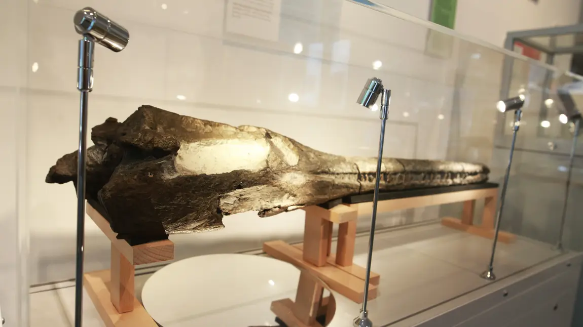 A crocodile skull in a display cabinet