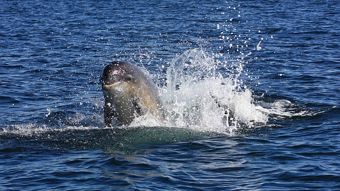 Free family events for the summer holidays Bottlenose Dolphin