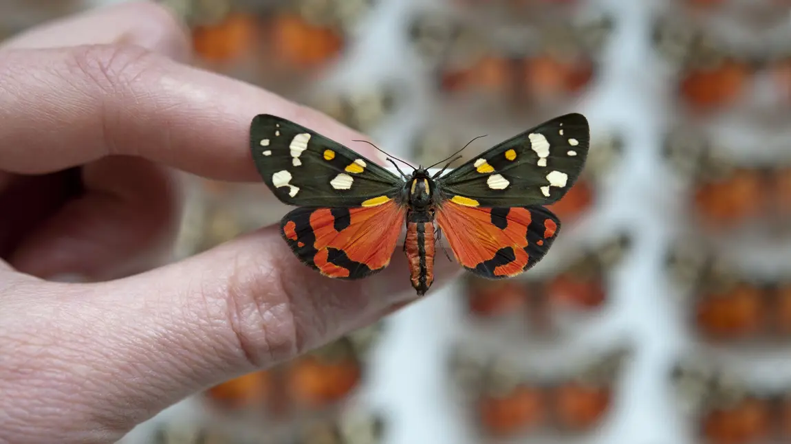 Scarlet tiger moth