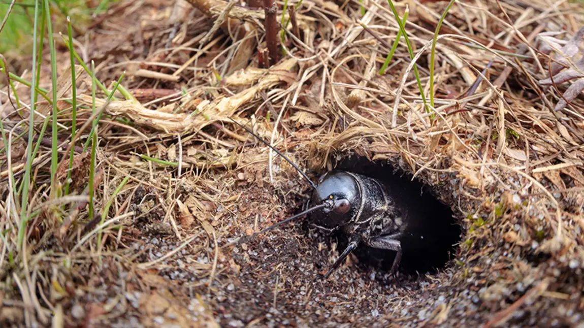 Field Cricket nymph basking at burrow entrance to promote moulting