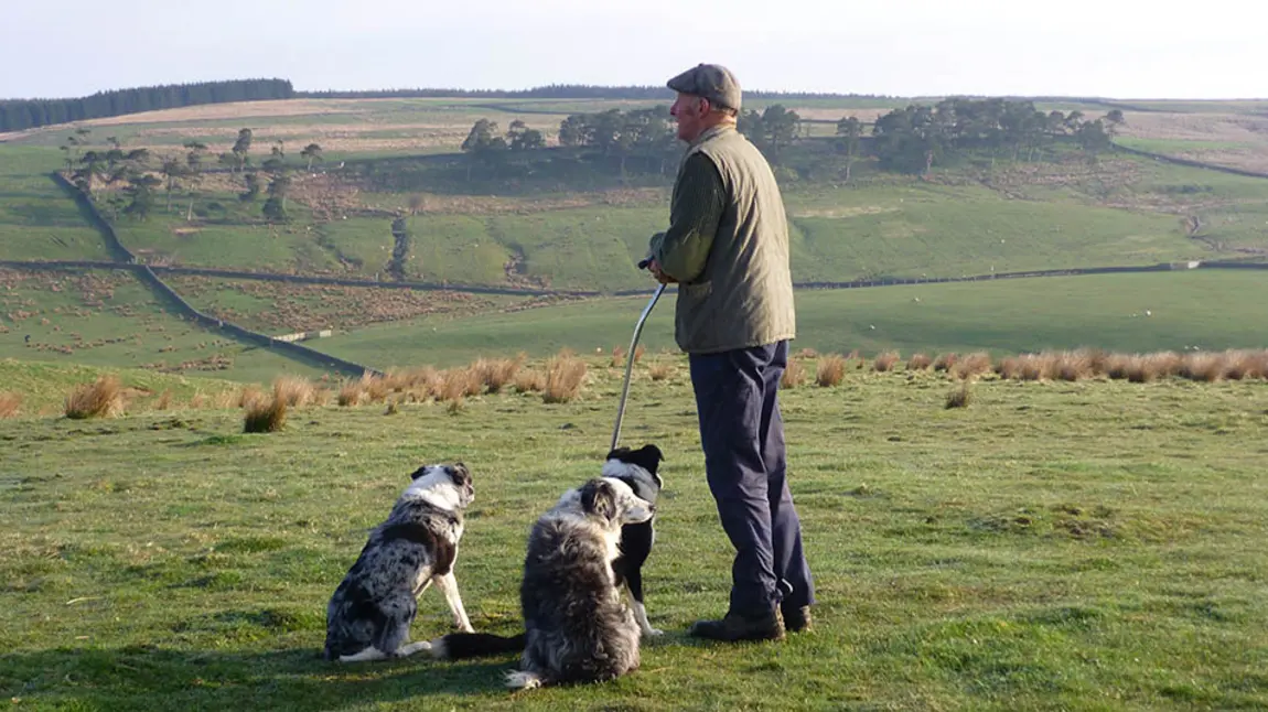 Farmer and two dogs