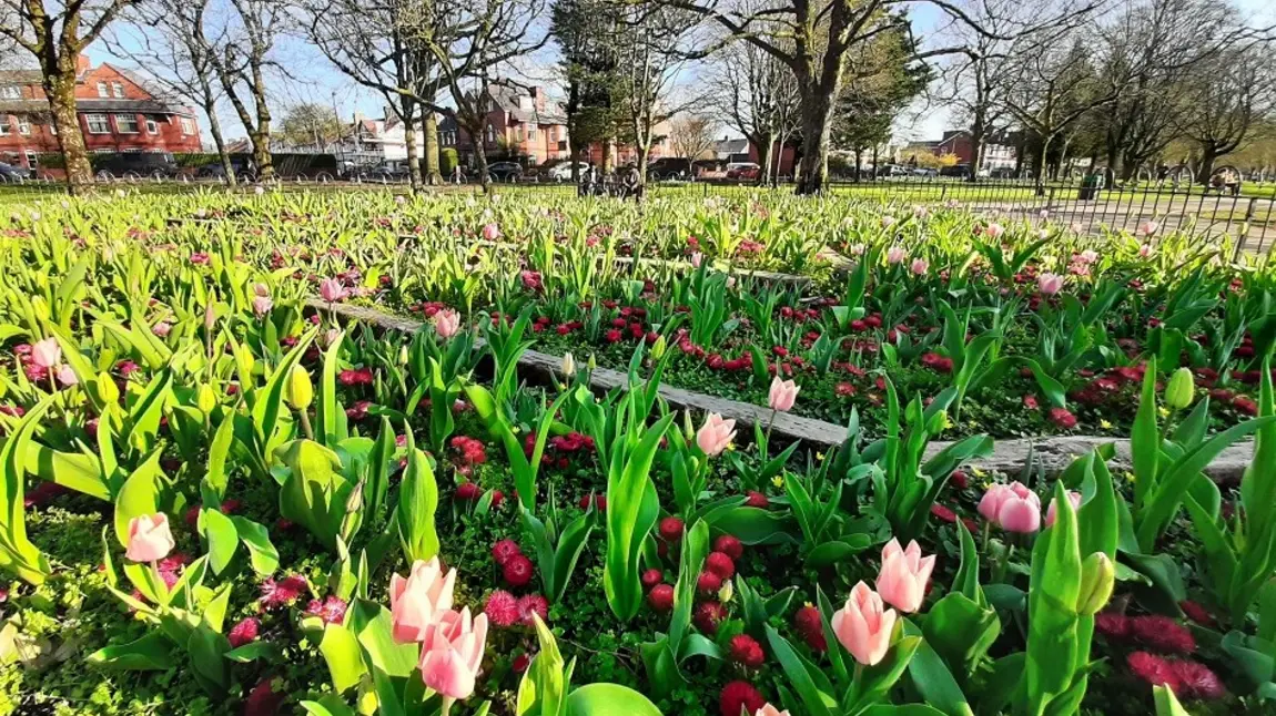 Flower beds in Victoria Park in Cardiff Pink flowers in a park