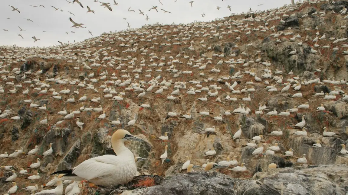 A colony of gannets with one sitting on a rock in the foreground