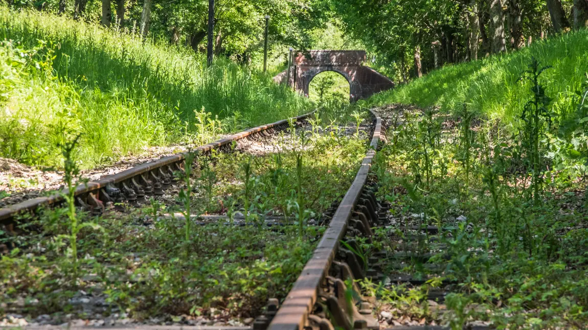 Overgrown railway