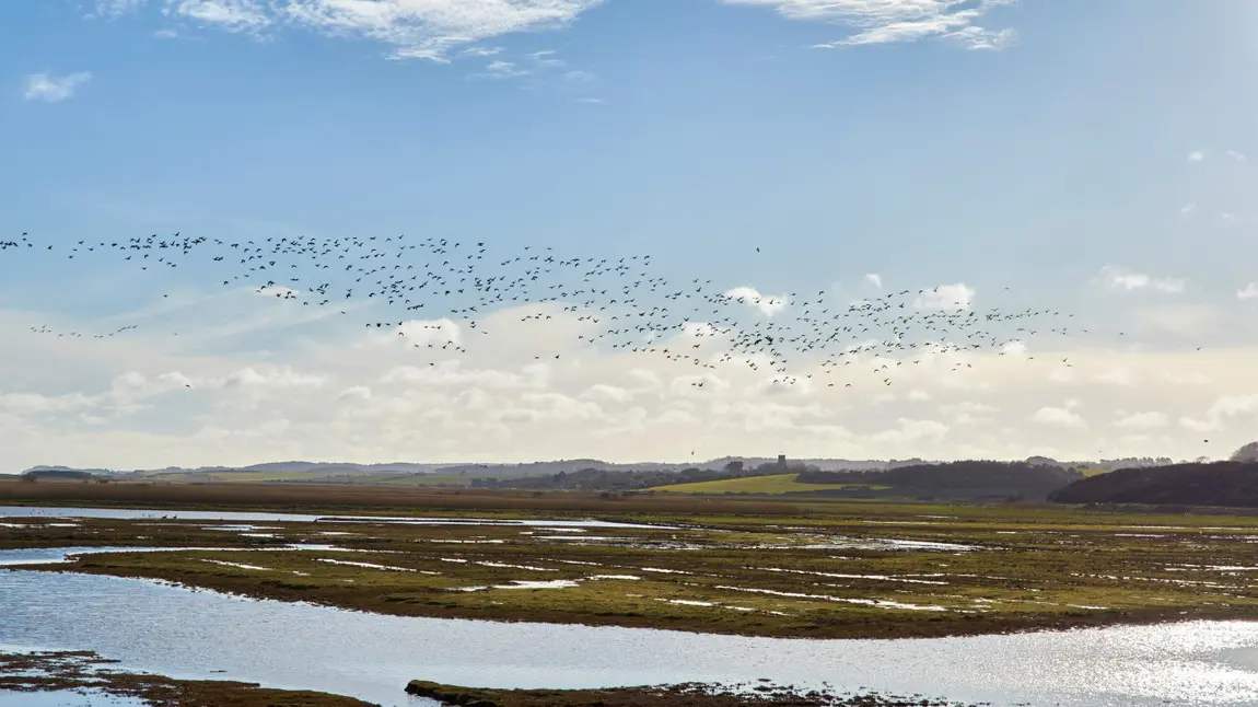 Birds flying over a large expanse of land and water