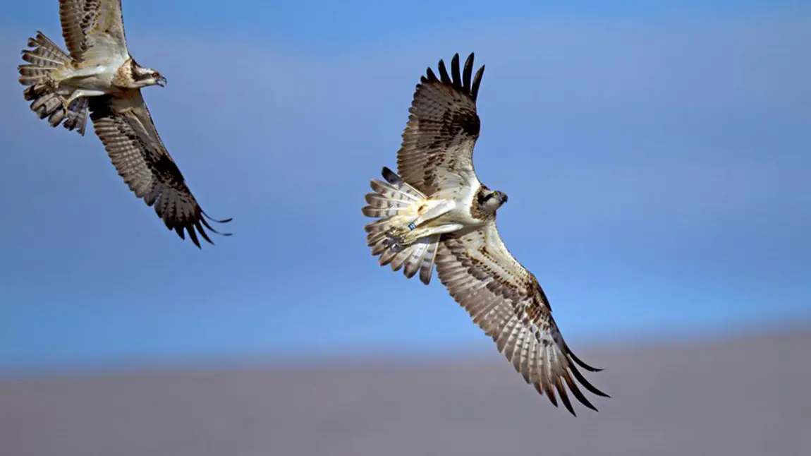Ospreys flying against blue sky