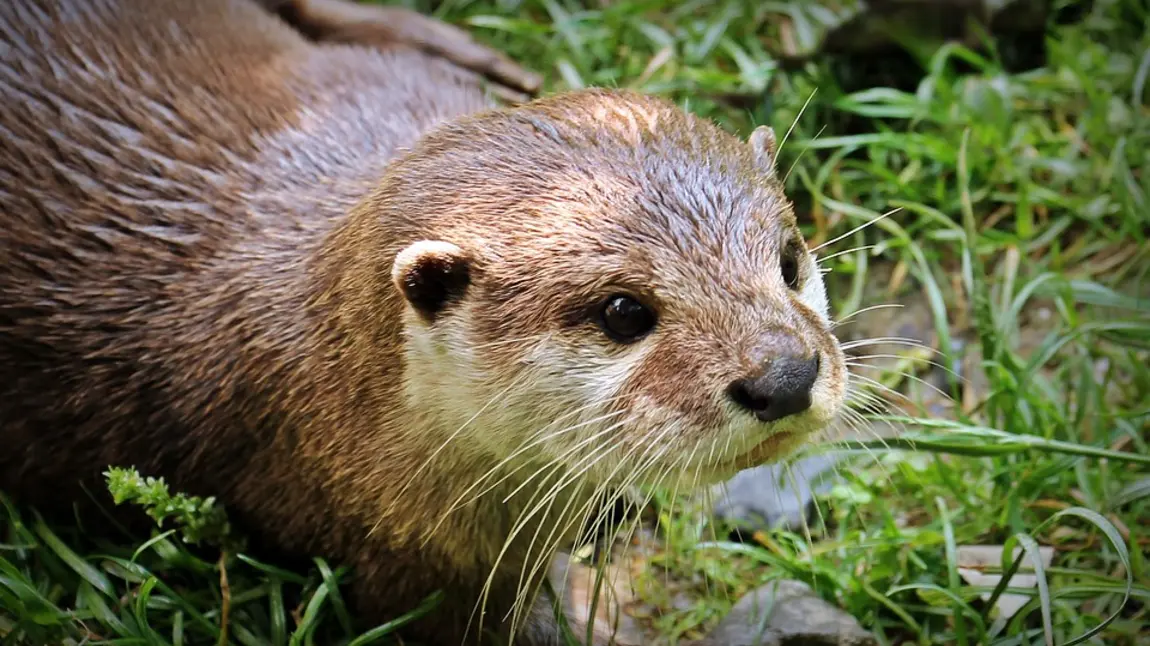 Otter