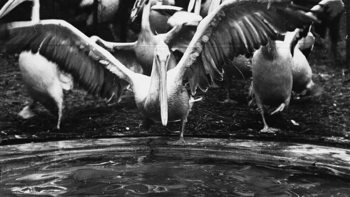 Black and white image of pelicans