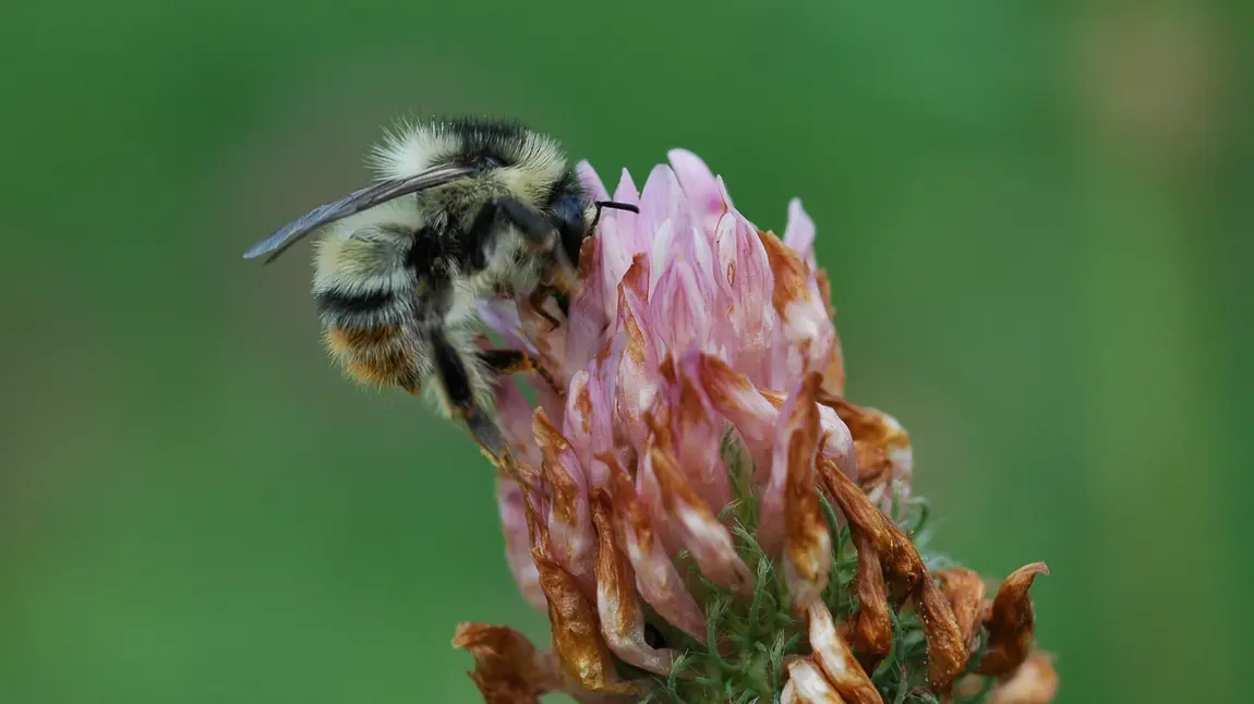 Five ways to help save the UK's beautiful bugs Bumble bee