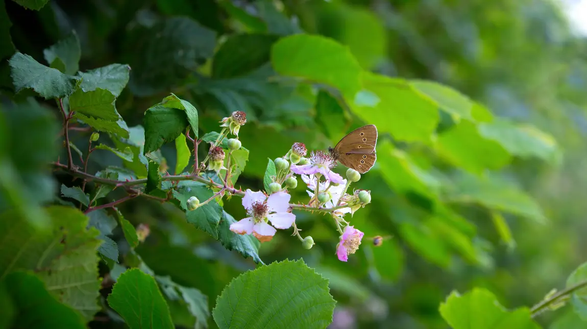 Butterflies fluttering in hedgerow