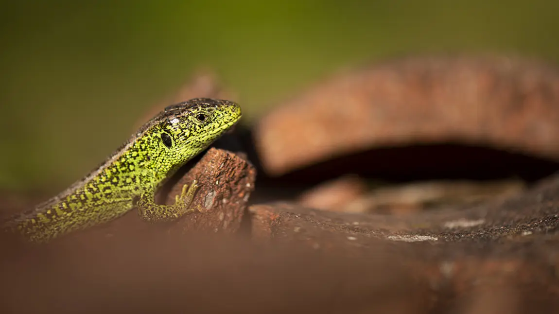 A Sand Lizard