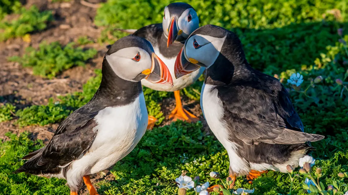 Three puffins on some grass