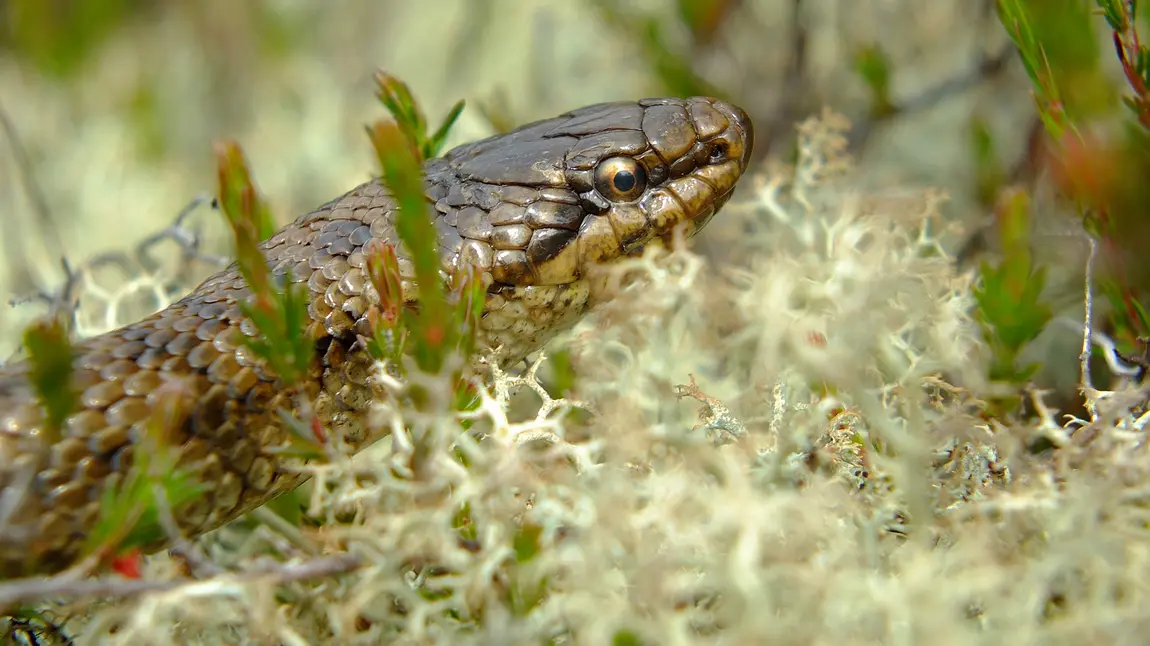 The Smooth Snake is an endangered species in England