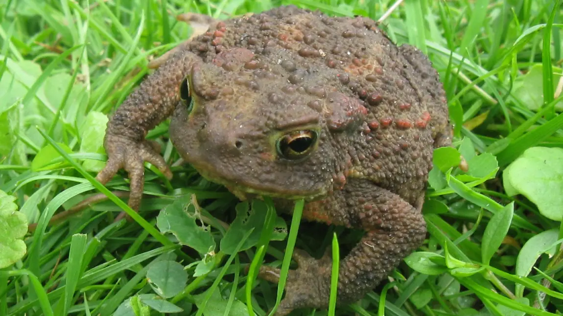 Toad on grass