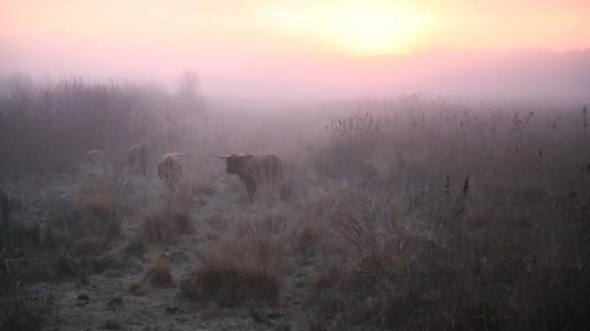 Cows in the fog at Avalon Marshes