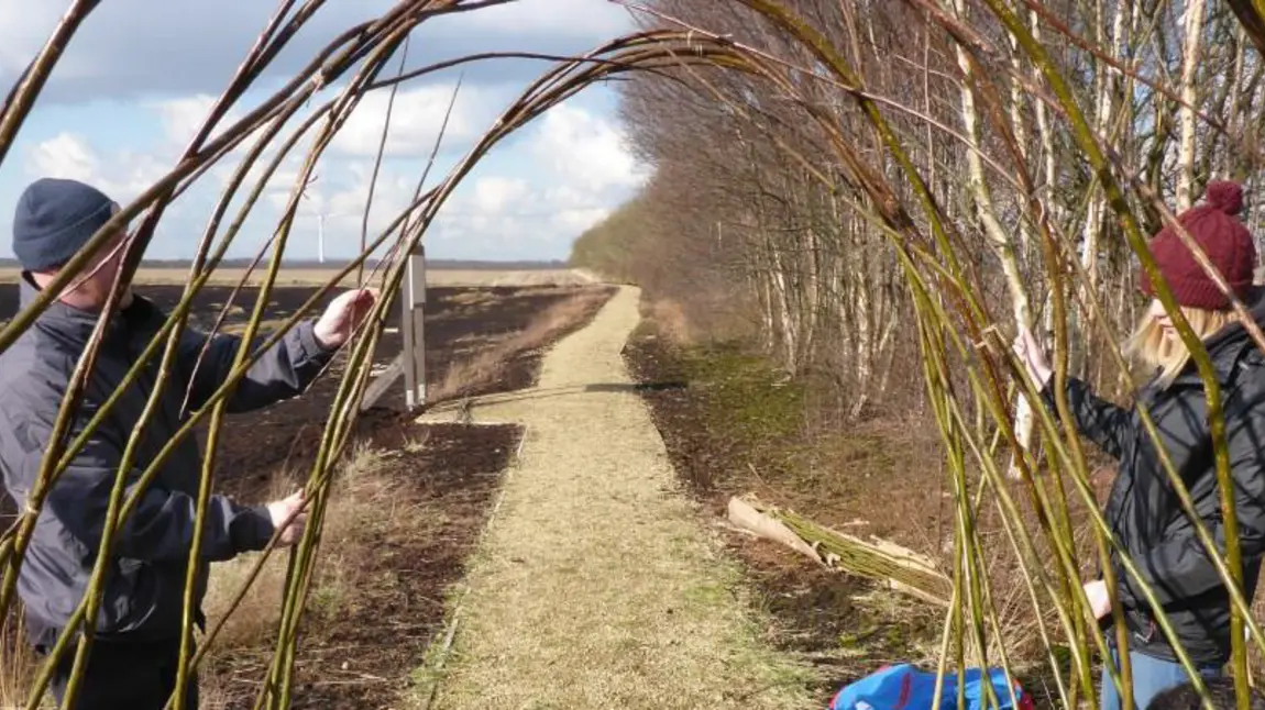 People building a willow tunnel in a field