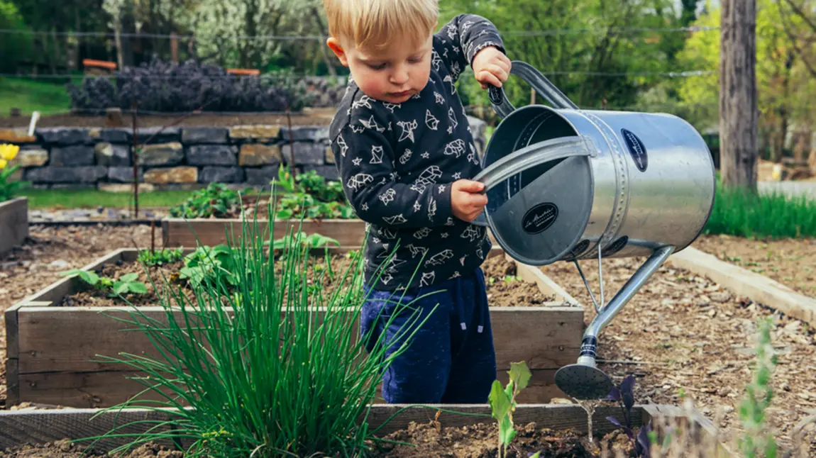 A young child watering a garden