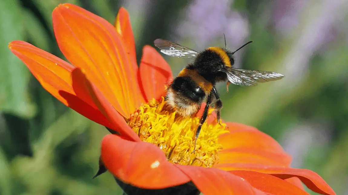 A close up of a bumblebee on an orange gerbera flower head