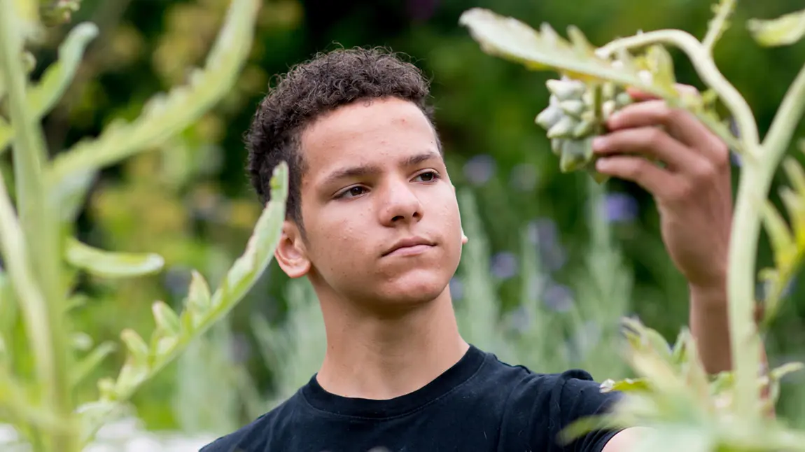 A mixed-race boy looking at an artichoke in a field