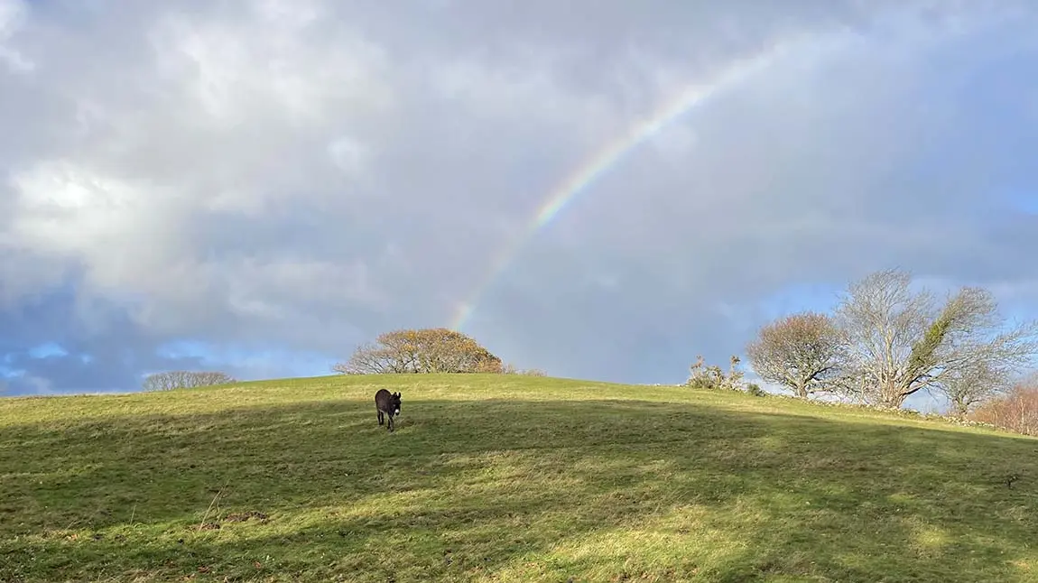 Asyn yn sefyll ar fryn gydag enfys uwch ei ben