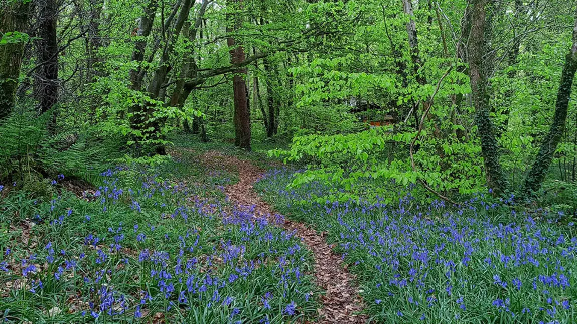 Bluebells in a woodland in spring