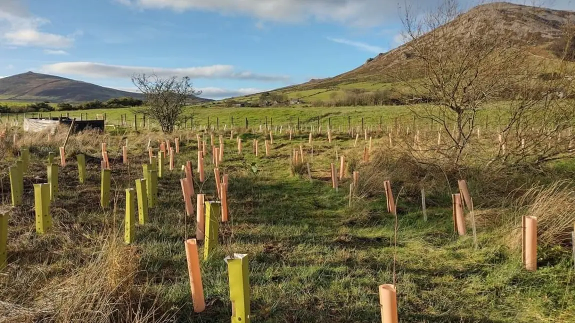 Tree saplings in the countryside