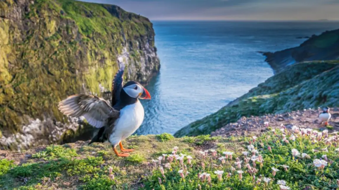 A puffin by the coastline