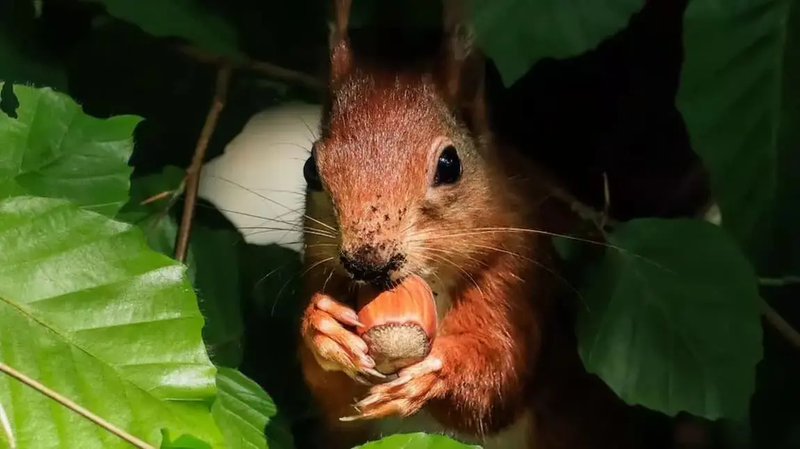 Red squirrel eating a hazelnut