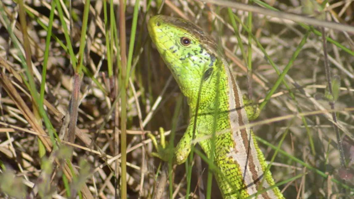a sand lizard, a small green lizard in grass