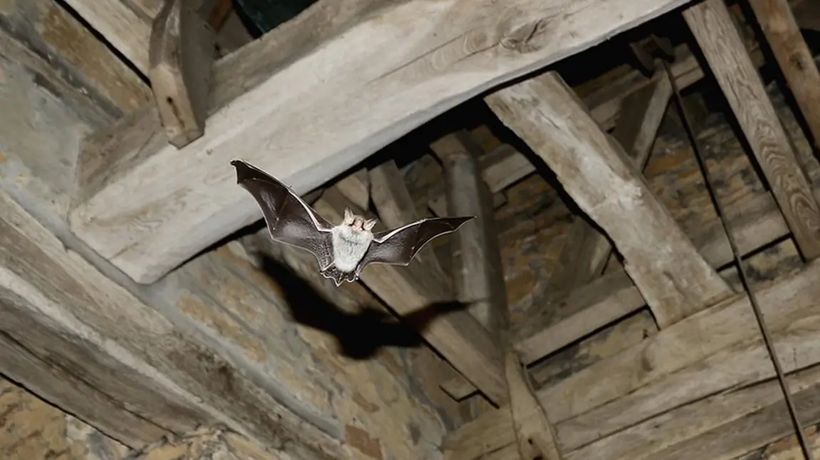 A flying bat in the roof space of a church