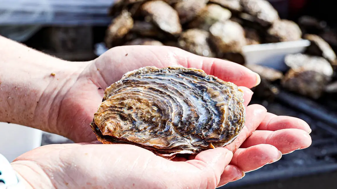 A person holds an oyster in their hands.