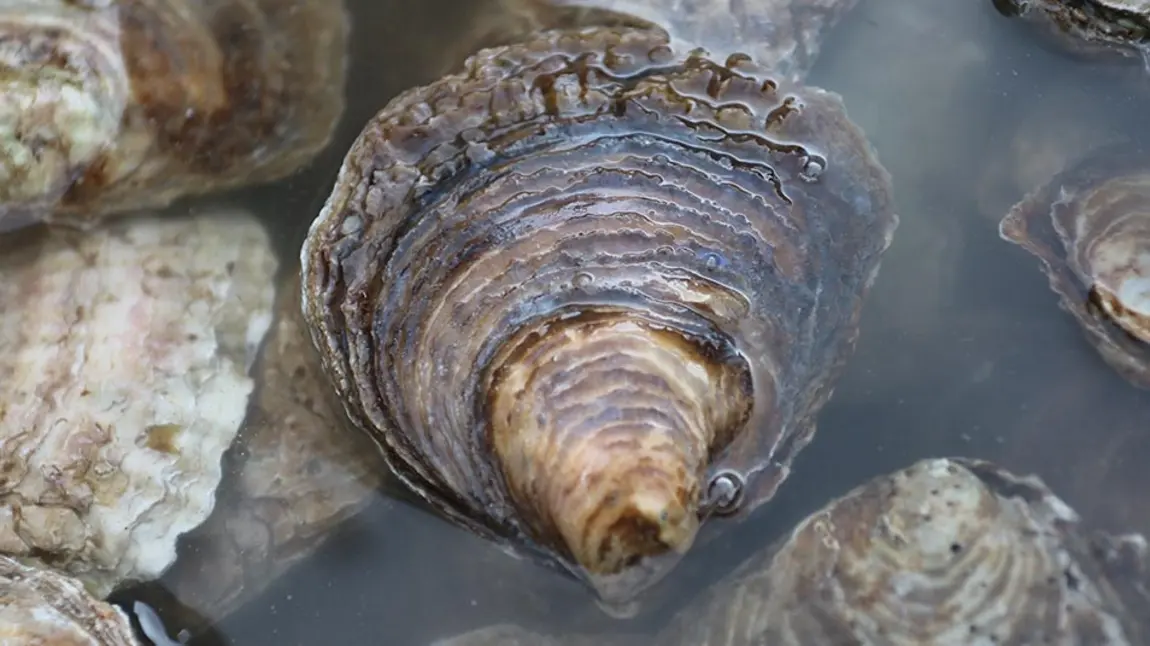 An oyster in the water