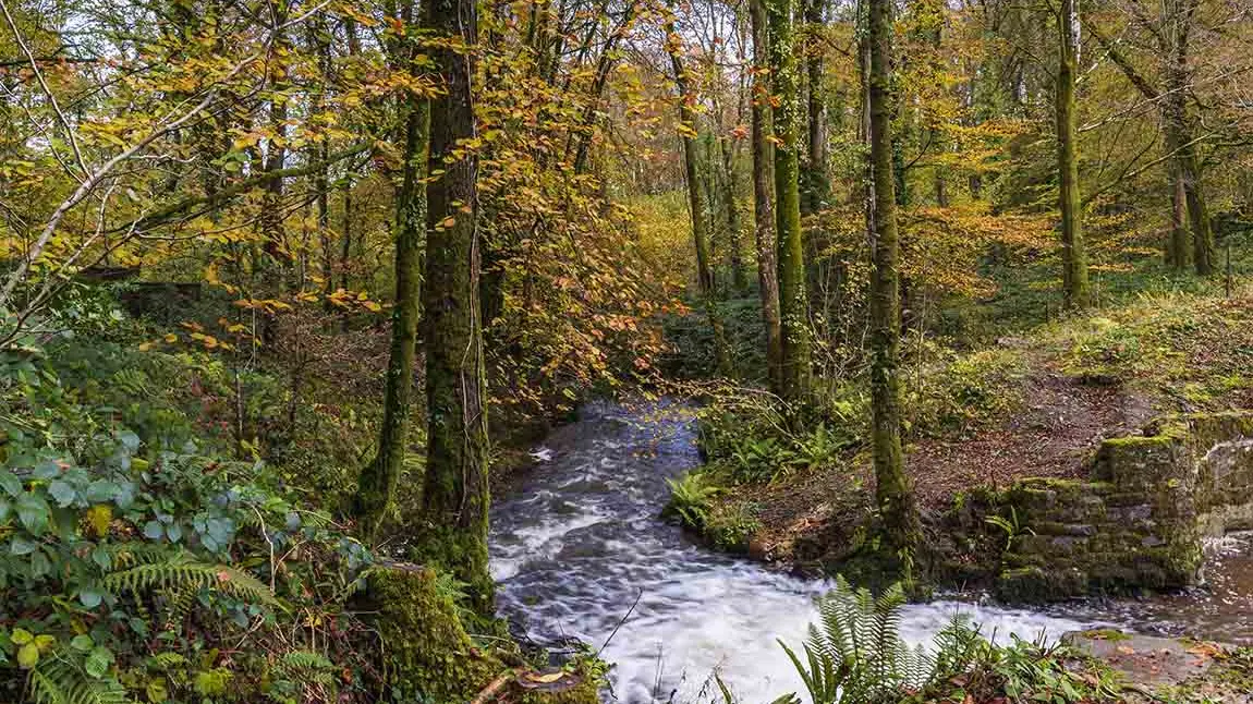 Nant wedi'i hamgylchynu gan goed â dail yr hydref arnynt