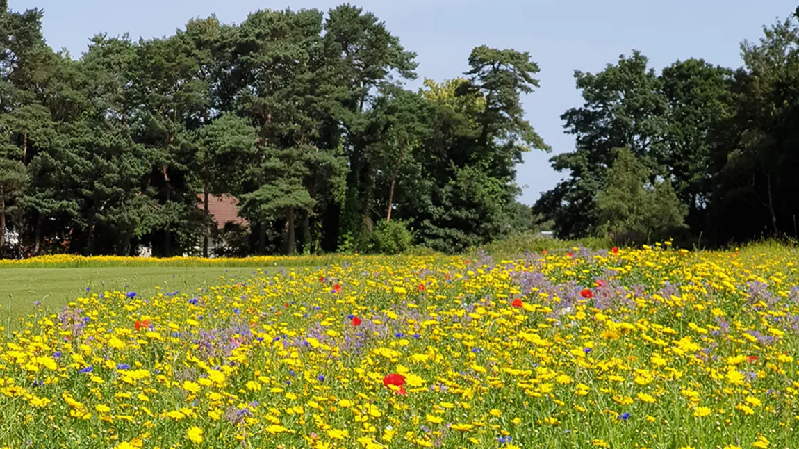 Wildflower meadow in Queen’s Park