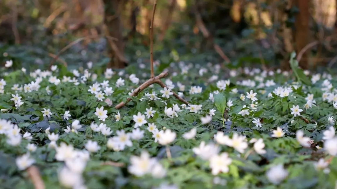 White flowers on a woodland floor