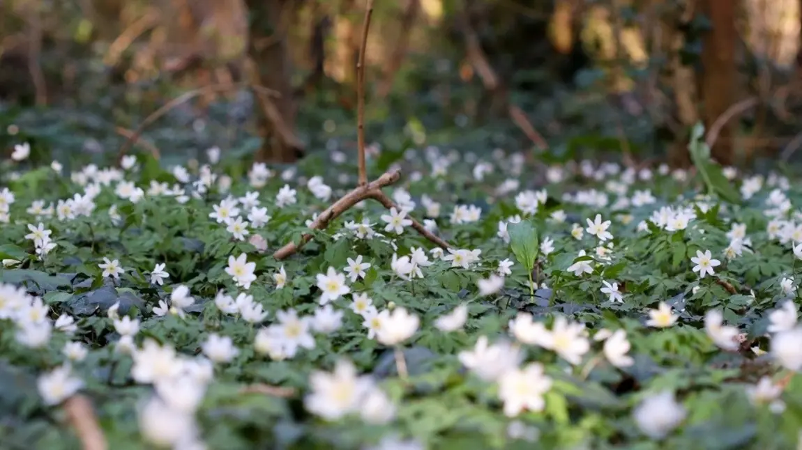 Wood anemones White flowers on a woodland floor