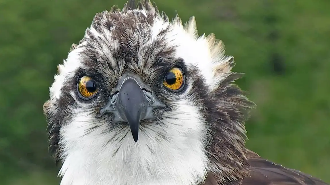 Monty the Osprey