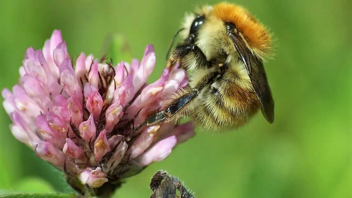 The Brown banded carder bee, Bombus humilis