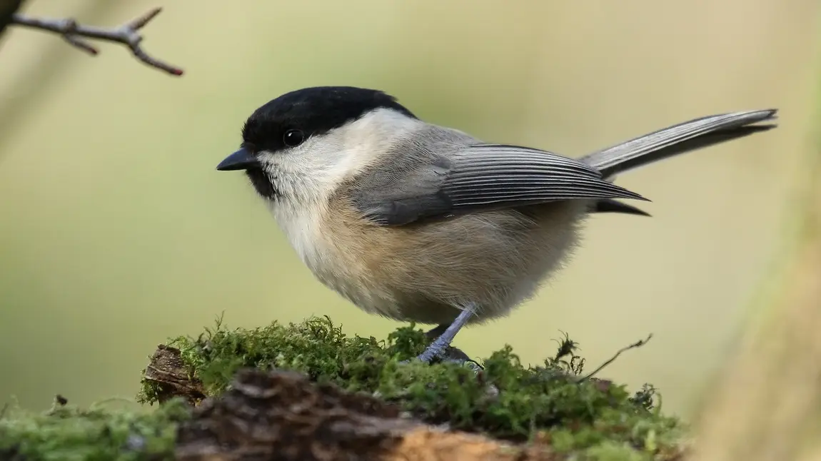 Shake your tail feathers and celebrate National Nest Box Week! A Willow Tit in the wild