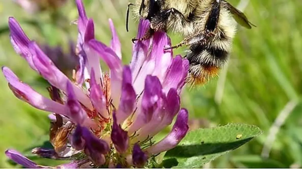 A bee sits on a flower