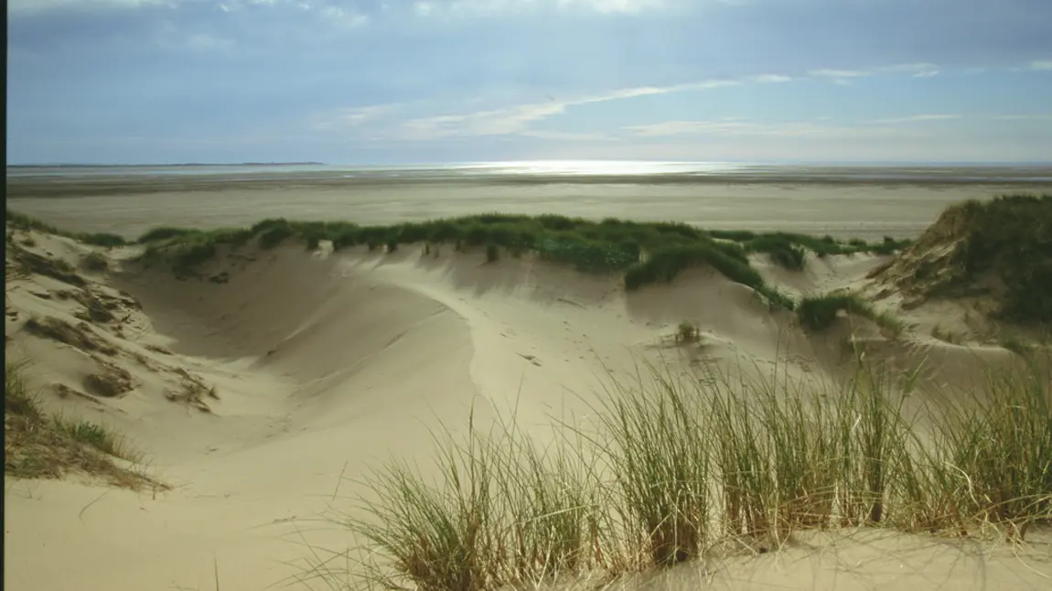 Threatened sand dunes set for a golden future A habitat for wildlife: sand dunes on the coast of Cumbria