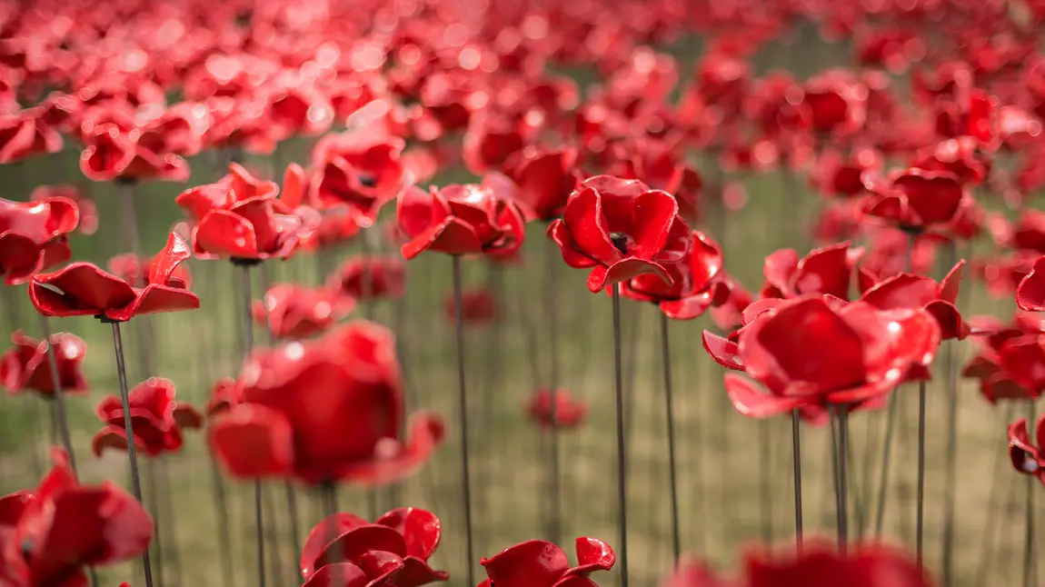 Sculpture of poppies marking First World War Centenary