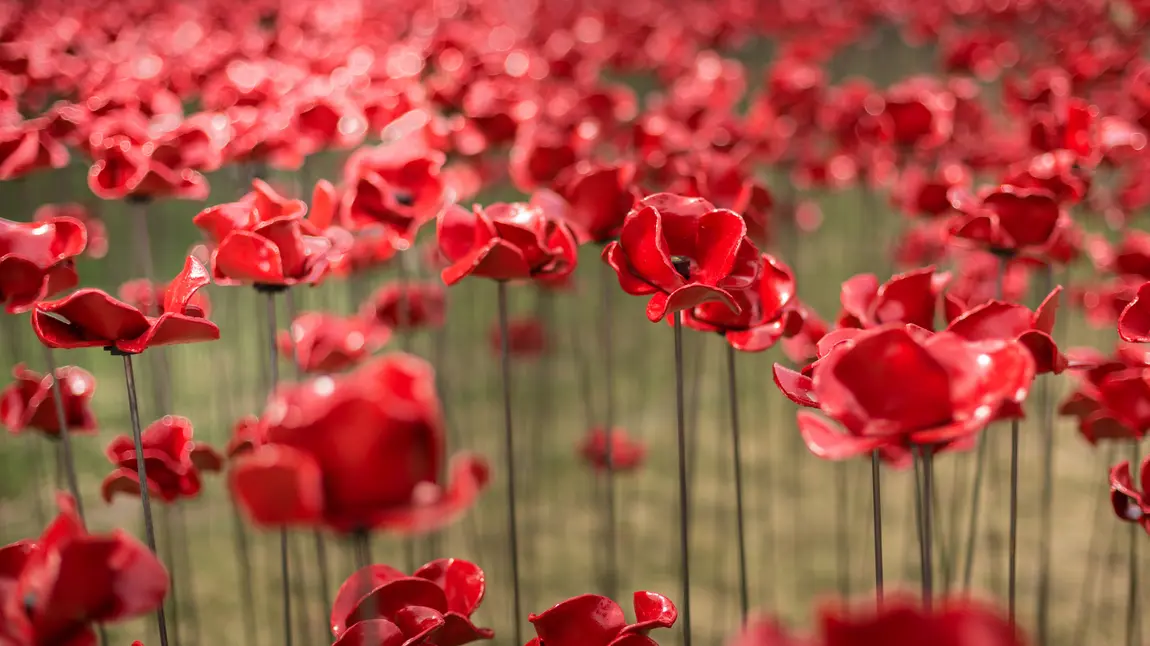 Exciting new works announced as second season of 14-18 NOW launches Sculpture of poppies marking First World War Centenary