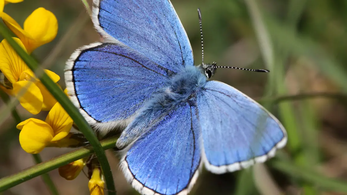 Blue butterfly