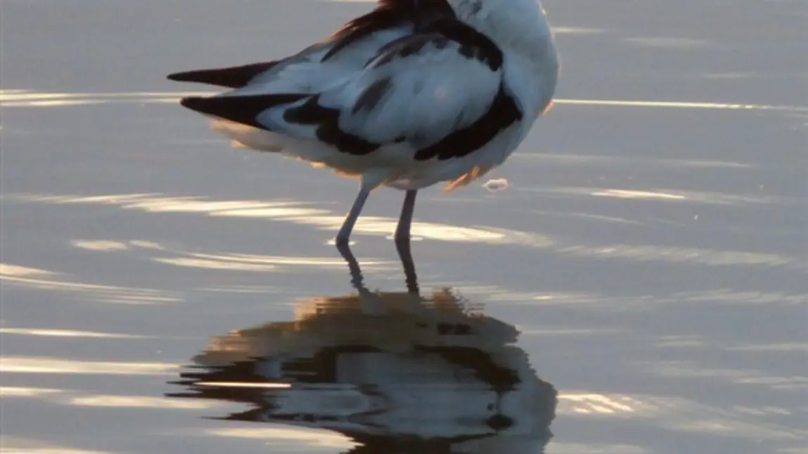 Wonderful Wader Walk at RSPB Blacktoft Sands Avocet in the evening