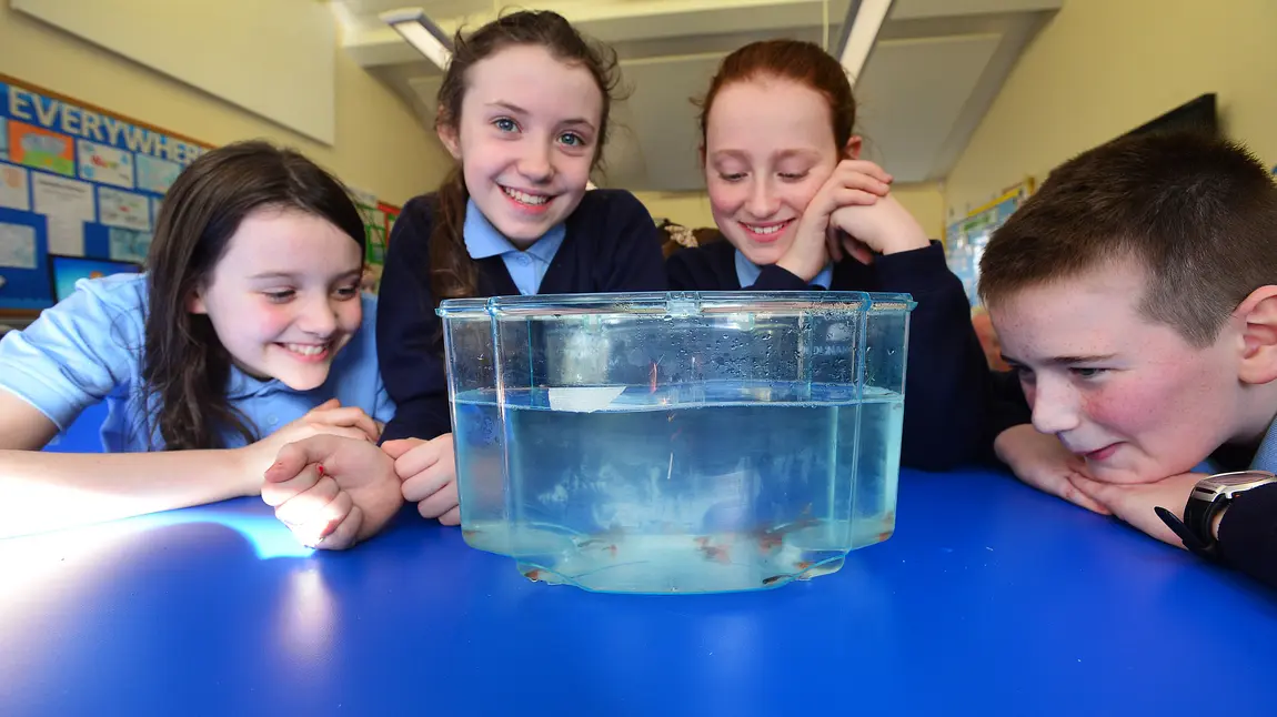 Primary school class helps bring river to life Schoolchildren look at young fish