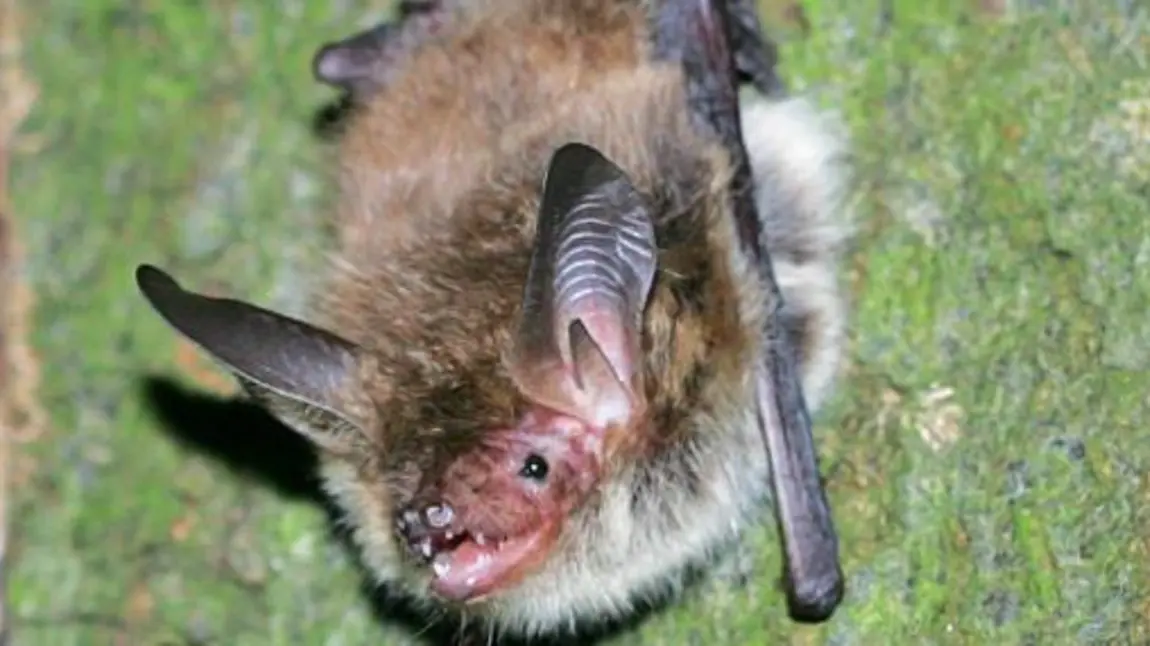A close-up of a Bechstein bat