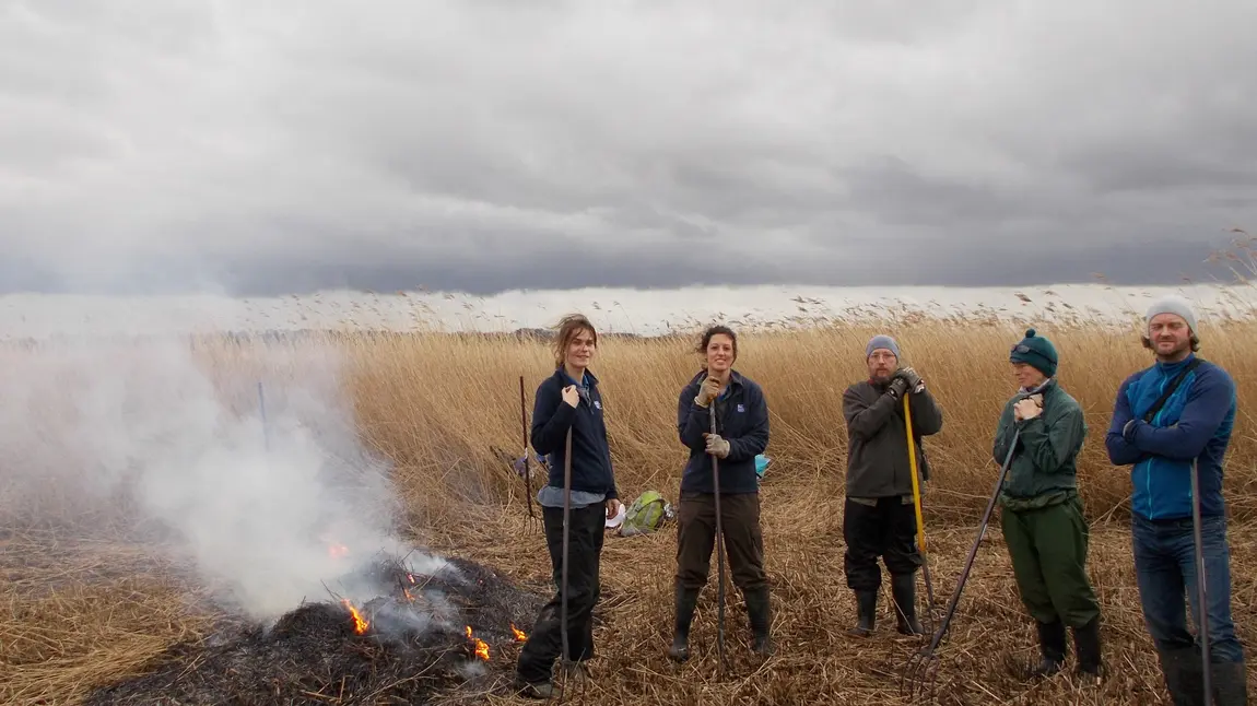 Volunteers in the reedbed at Blacktoft Sands