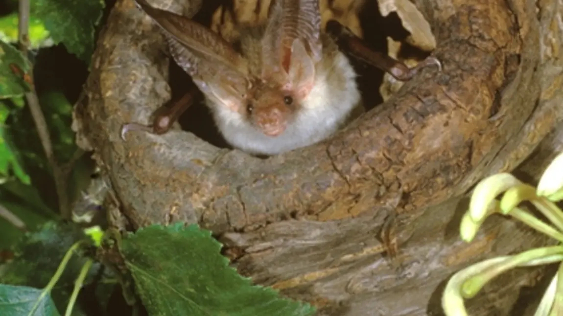 Long-eared brown bat Long-eared brown bat