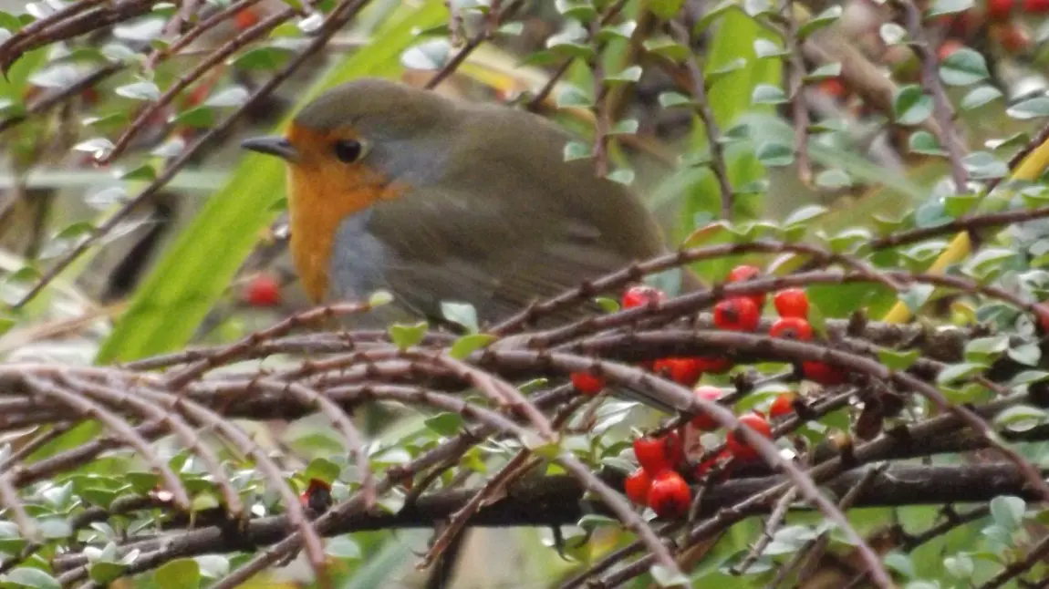 Robin nestling at Burnby Hall Gardens, Pocklington